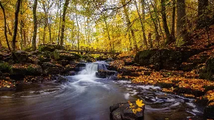  عکس تصویر زمینه مزارع برنج در کشور چین