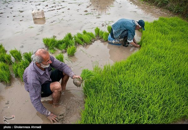  عکس شالیزار برنج شمال