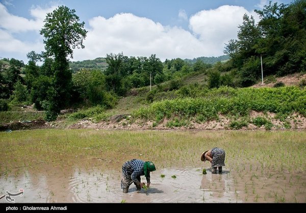  عکس شالیزار برنج شمال