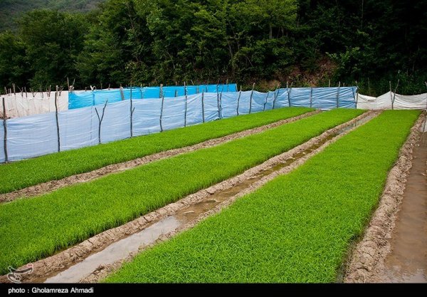  عکس شالیزار برنج شمال