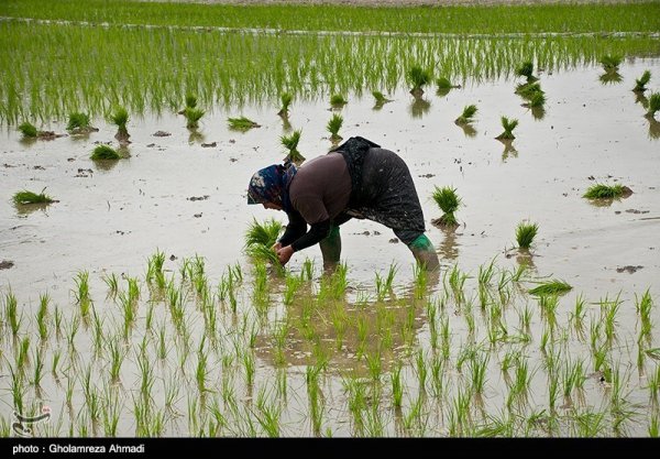  عکس شالیزار برنج شمال