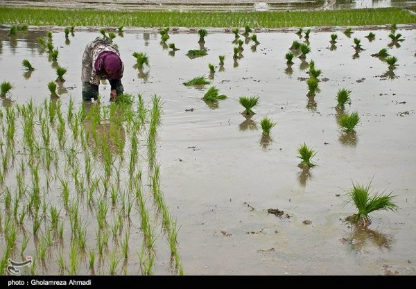  عکس شالیزار برنج شمال