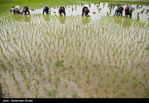  عکس شالیزار برنج شمال