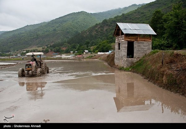  عکس شالیزار برنج شمال