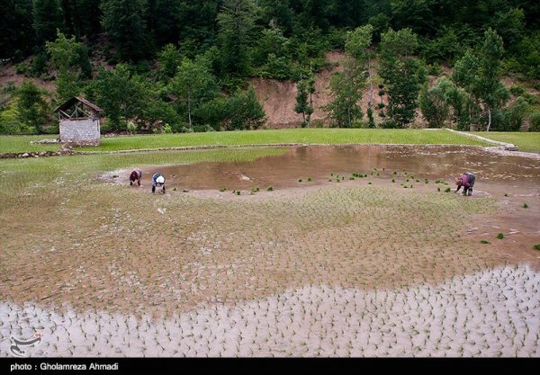  عکس شالیزار برنج شمال