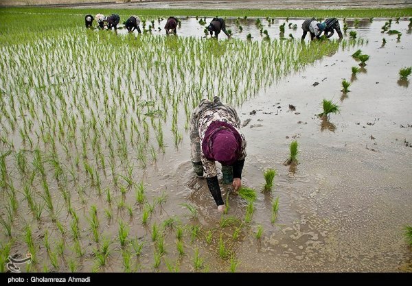  عکس شالیزار با کیفیت بالا