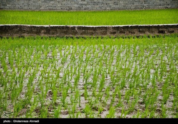  عکس شالیزار با کیفیت بالا