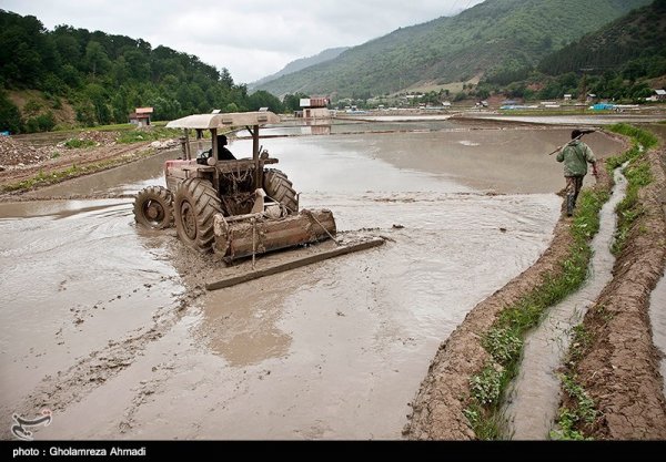  عکس شالیزار با کیفیت بالا