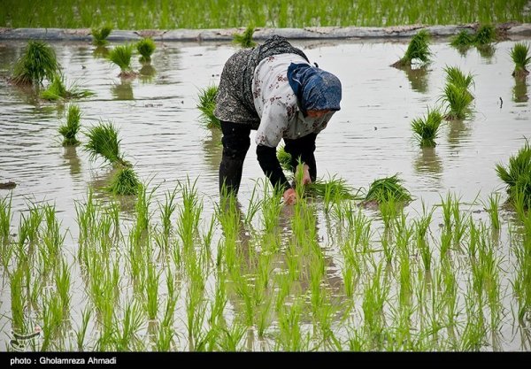  عکس شالیزار با کیفیت بالا