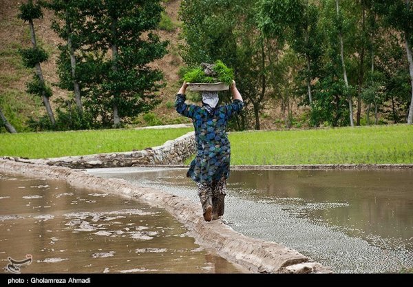  عکس شالیزار با کیفیت بالا