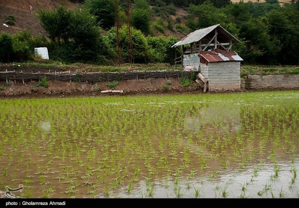  عکس شالیزار با کیفیت بالا