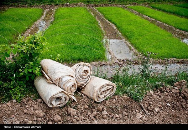  عکس شالیزار با کیفیت بالا