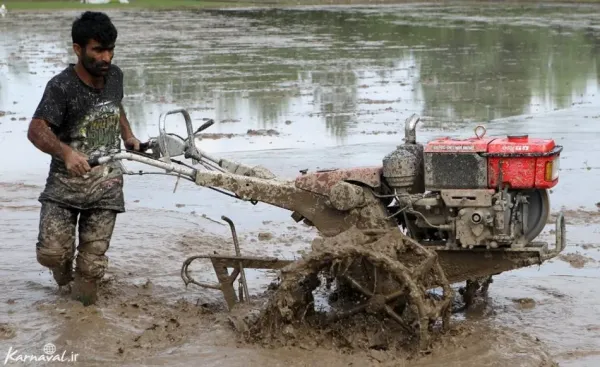 عکس شالیزار گیلان