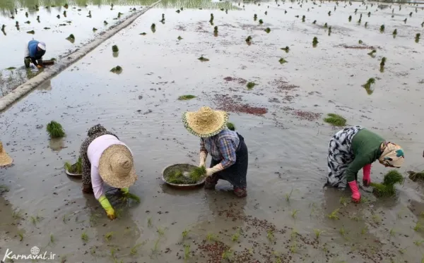  عکس شالیزار گیلان