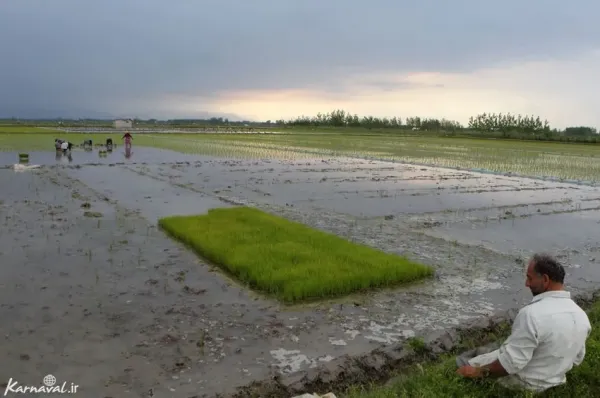  عکس شالیزار گیلان