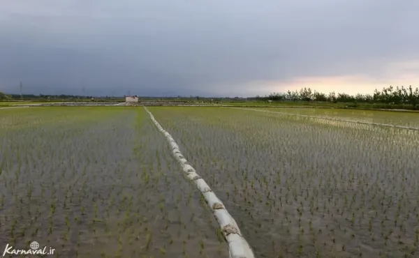  عکس شالیزار گیلان