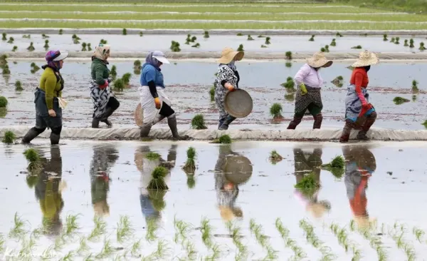  عکس شالیزار گیلان