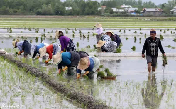  عکس شالیزار گیلان