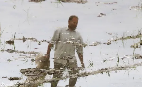  عکس شالیزار گیلان