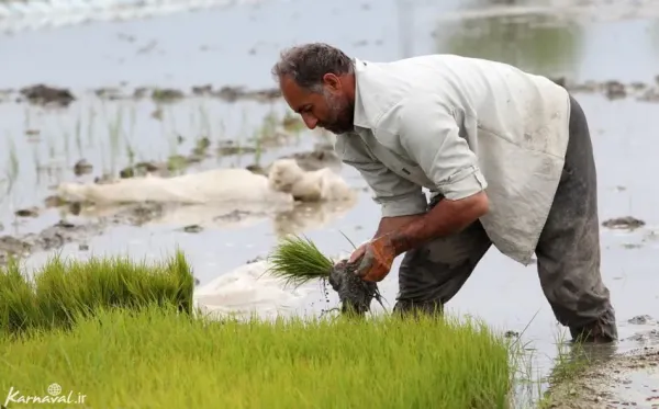  عکس شالیزار گیلان