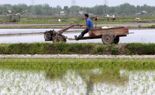  عکس شالیزار گیلان