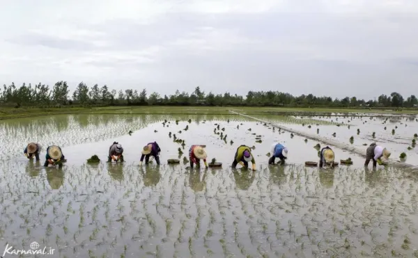  عکس مزرعه برنج