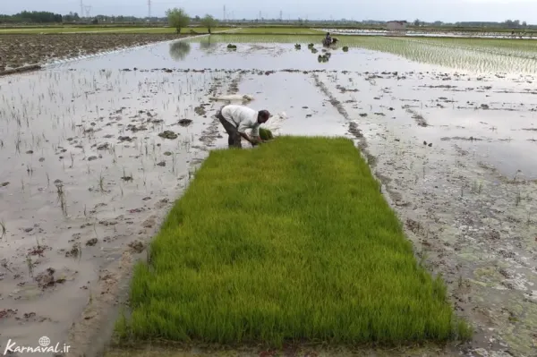  عکس مزرعه برنج