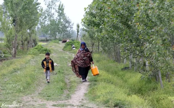  عکس مزرعه برنج