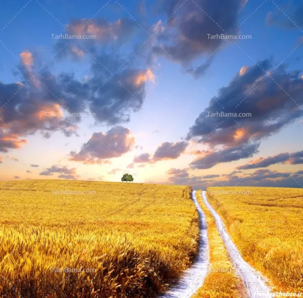  عکس شالیزار گندم