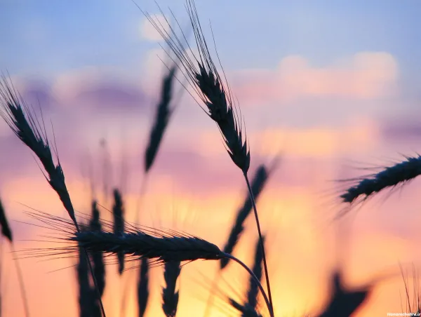  عکس گندم زار برای جذب ثروت
