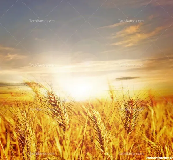  عکس گندم زار برای جذب ثروت
