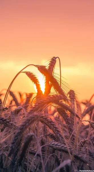  عکس گندم زار برای جذب ثروت