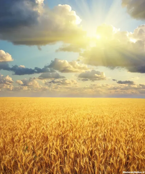  عکس گندم زار برای جذب ثروت