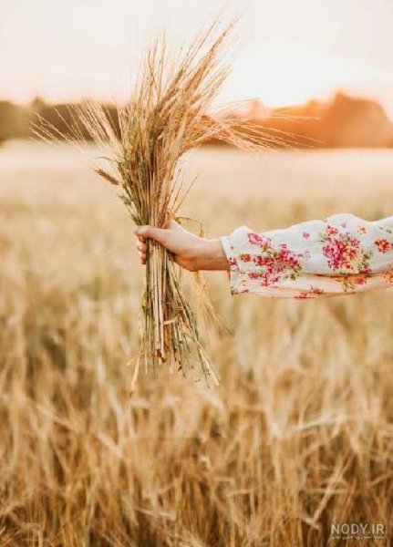  عکس گندم زار عاشقانه
