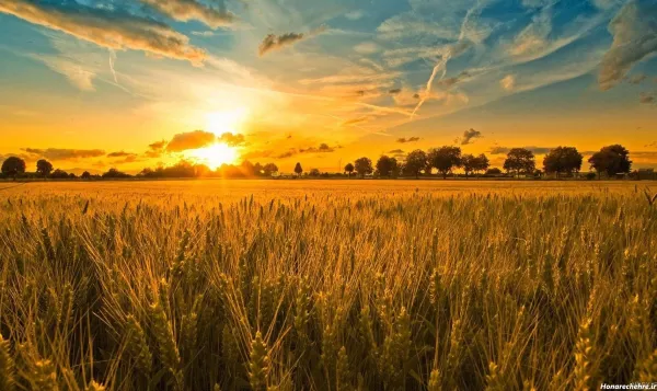  عکس گندم برای پروفایل