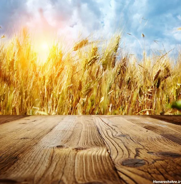  عکس گندم برای پروفایل