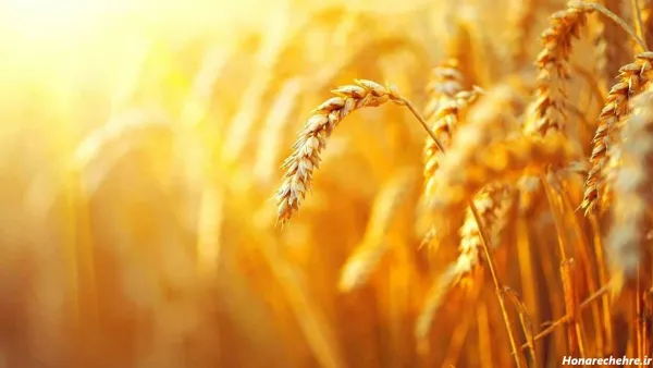  عکس گندم برای پروفایل
