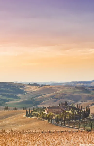  عکس گندم برای پروفایل