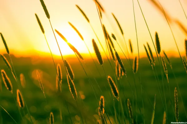  عکس گندم برای پروفایل