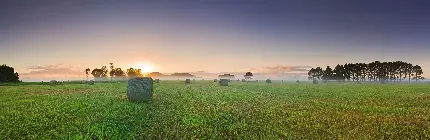  عکس گندم زار برای بک گراند گوشی