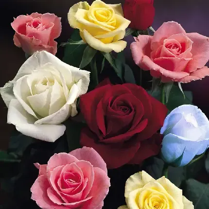  عکس گل با کیفیت فول اچ دی