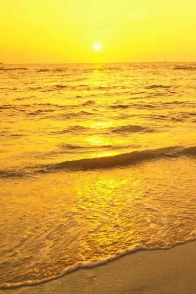  عکس زرد کیوت