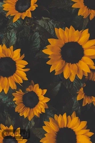  عکس پس زمینه زرد دخترانه