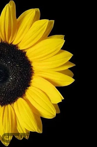  عکس پس زمینه زرد دخترانه