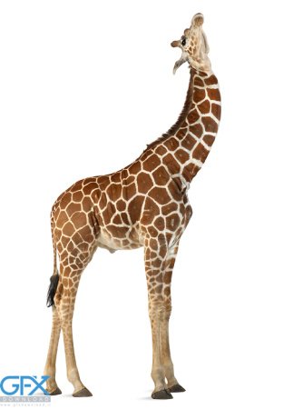 عکس زرافه بامزه برای موبایل