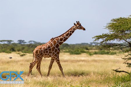  عکس زرافه بامزه برای موبایل