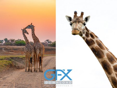  عکس زرافه بامزه برای موبایل