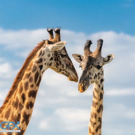  عکس زرافه بامزه برای موبایل