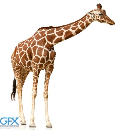  عکس زرافه بامزه برای موبایل