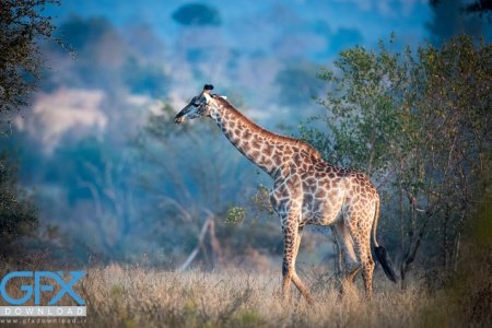  عکس زرافه بامزه برای موبایل